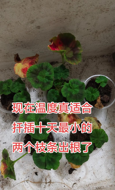 养花人社区，交流种植经验，分享养花乐趣