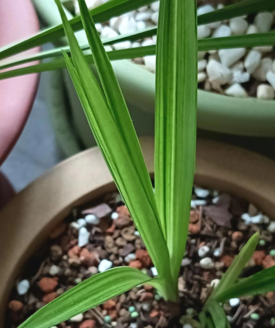 养花人社区，交流种植经验，分享养花乐趣