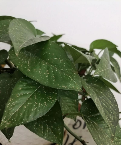 养花人社区，交流种植经验，分享养花乐趣