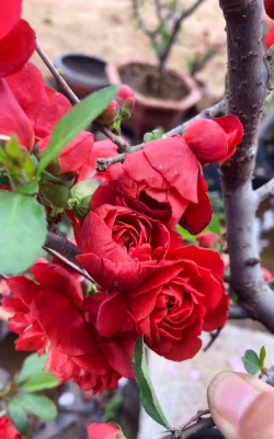 陶粒怎样养花，提升透气性，避免积水烂根