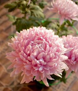 陶粒怎样养花，提升透气性，避免积水烂根