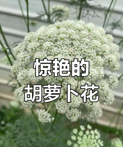 陶粒怎样养花，提升透气性，避免积水烂根