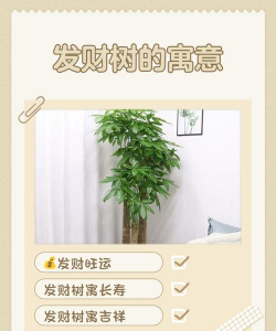 陶粒怎样养花，提升透气性，避免积水烂根