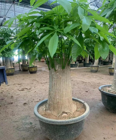 陶粒怎样养花，提升透气性，避免积水烂根