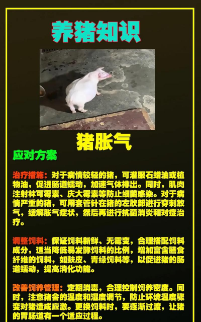 仔猪肚胀怎么治疗