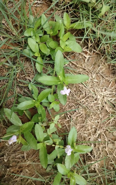 陶粒怎样养花，提升透气性，避免积水烂根