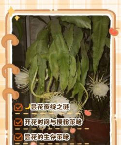 陶粒怎样养花，提升透气性，避免积水烂根