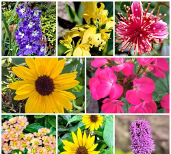 维生素b6养花，促进植物生长，改善土壤环境