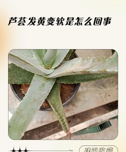 烧土养花，改善土壤，提升植物生长