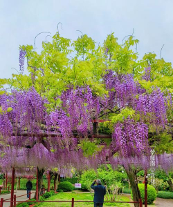 烧土养花，改善土壤，提升植物生长