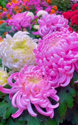 烧土养花，改善土壤，提升植物生长