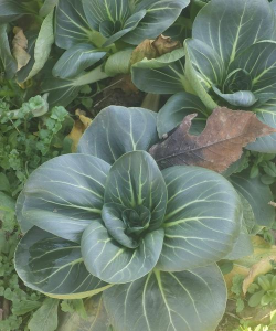 烧土养花，改善土壤，提升植物生长