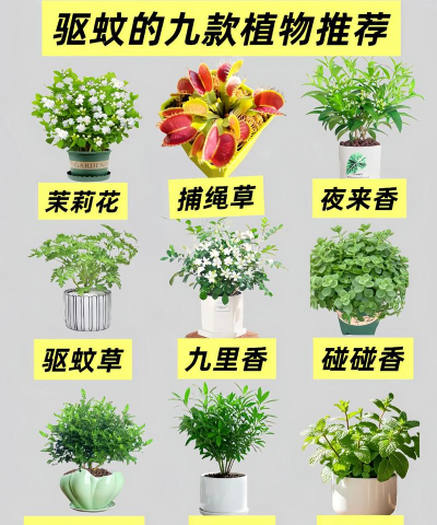 烧土养花，改善土壤，提升植物生长