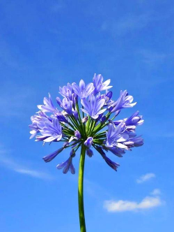 烧土养花，改善土壤，提升植物生长