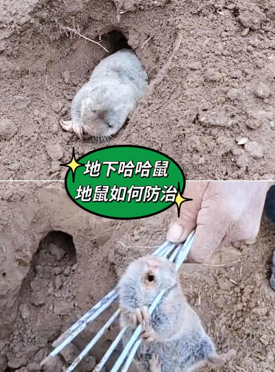 老鼠怎么种植方法 老鼠怎么种植方法