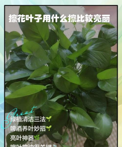 烧土养花，改善土壤，提升植物生长