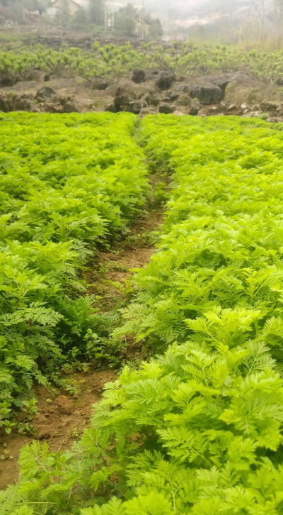 红虫室内养殖技术，掌握关键要点，实现稳定产出