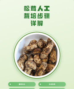 红虫室内养殖技术，掌握关键要点，实现稳定产出