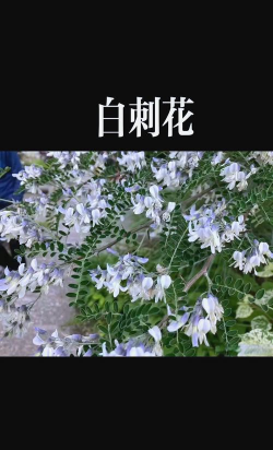 红虫室内养殖技术，掌握关键要点，实现稳定产出