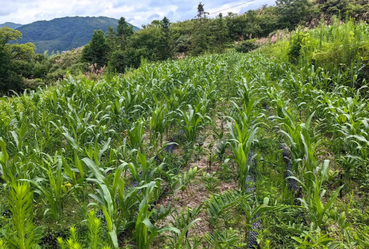 小众送妈妈的花有哪些花