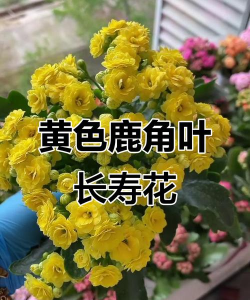 红虫室内养殖技术，掌握关键要点，实现稳定产出