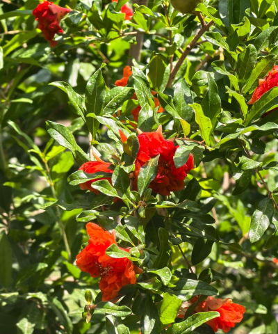 红虫室内养殖技术，掌握关键要点，实现稳定产出