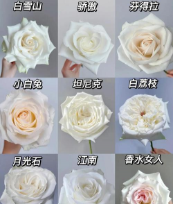 白玫瑰玫瑰的花语是什么 白玫瑰玫瑰的花语是什么