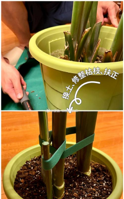 换盆的时候加什么肥 换盆的时候加什么肥