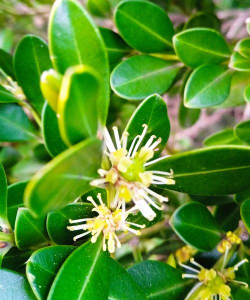 黄杨树花什么样 黄杨树花什么样