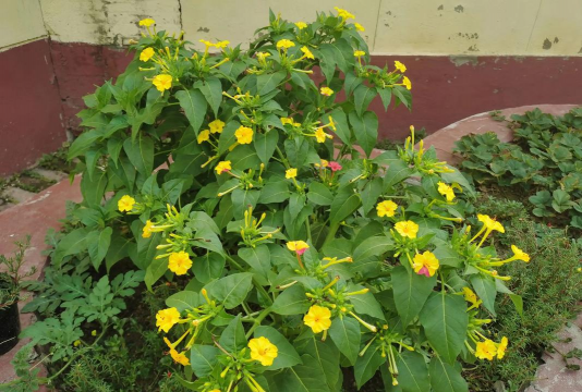 夏天开很小的花有哪些花 夏天开很小的花有哪些花