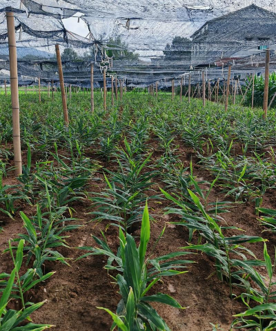 小众送妈妈的花有哪些花