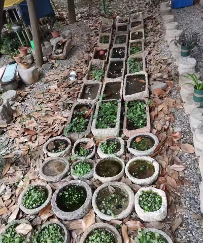 生石花播种用什么盆 生石花播种用什么盆