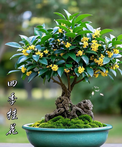 桂花树适合什么换盆 桂花树适合什么换盆