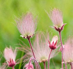 花根短的花有哪些品种 花根短的花有哪些品种