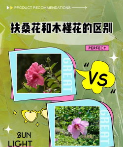 和扶桑花相似的花有哪些 和扶桑花相似的花有哪些