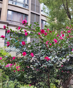 小区绿化开的花有哪些花 小区绿化开的花有哪些花