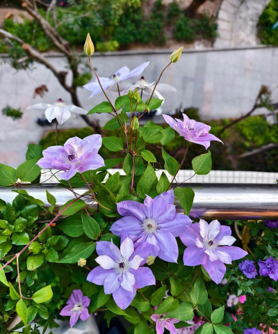 废油养花，家庭妙用，环保又省钱