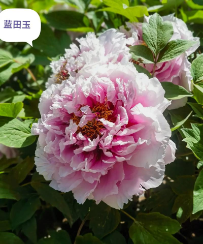 废油养花，家庭妙用，环保又省钱