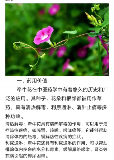 废油养花，家庭妙用，环保又省钱