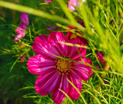 废油养花，家庭妙用，环保又省钱