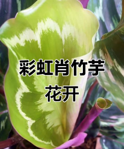 废油养花，家庭妙用，环保又省钱