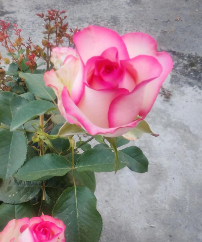 废油养花，家庭妙用，环保又省钱