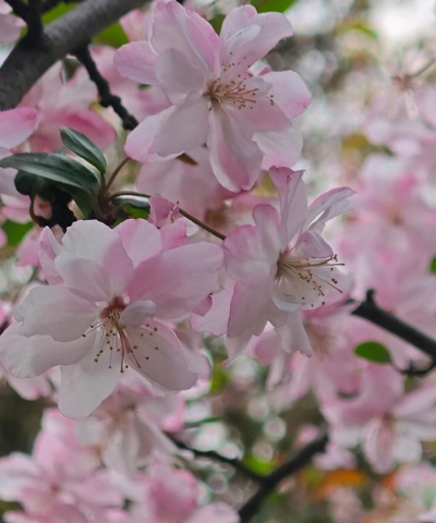 废油养花，家庭妙用，环保又省钱