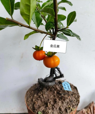 废油养花，家庭妙用，环保又省钱