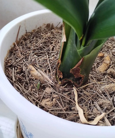 废油养花，家庭妙用，环保又省钱