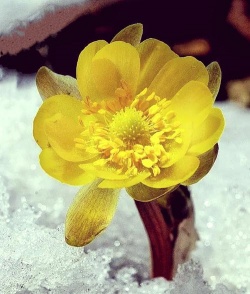 废油养花，家庭妙用，环保又省钱