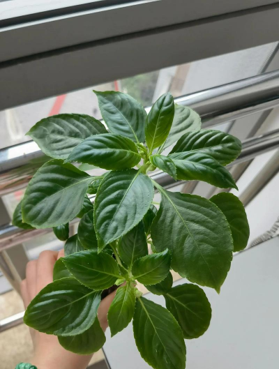 废油养花，家庭妙用，环保又省钱