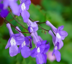 紫色垂吊的花有哪些花 紫色垂吊的花有哪些花