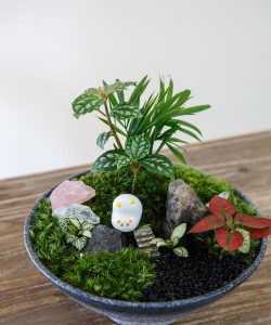 花盆里放什么苔藓好 花盆里放什么苔藓好