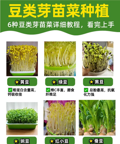 废油养花，家庭妙用，环保又省钱